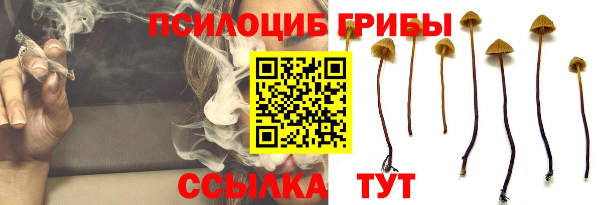 Галлюциногенные грибы Psilocybine cubensis  Псилоцибиновые грибы прущие грибы  Вход с VPN  Балашиха 